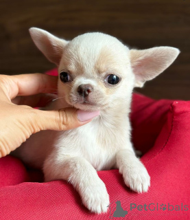 Photo №1. chihuahua - for sale in the city of Tallinn | negotiated | Announcement № 136873