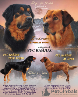 Photo №1. buryat-mongolian wolfhound - for sale in the city of Ногинск-9 | 1248$ | Announcement № 33284