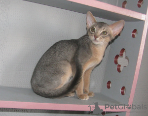 Photo №1. abyssinian cat - for sale in the city of Kobrin | 500$ | Announcement № 50886