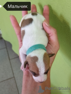 Photo №2 to announcement № 70383 for the sale of jack russell terrier - buy in Russian Federation private announcement