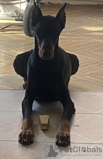 Photo №1. dobermann - for sale in the city of Tbilisi | 350$ | Announcement № 35913