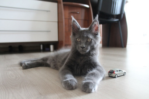 Photo №2 to announcement № 6451 for the sale of maine coon - buy in Russian Federation from nursery