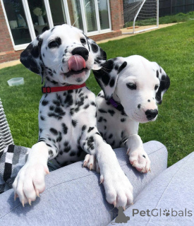 Photo №1. dalmatian dog - for sale in the city of Miami Beach | 500$ | Announcement № 138077