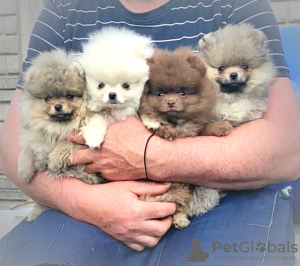 Additional photos: Pomeranian Spitz, puppies. Mini bears