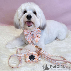 Photo №1. havanese dog - for sale in the city of Leipzig | 528$ | Announcement № 99417