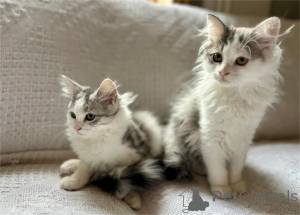 Photo №2 to announcement № 153172 for the sale of siberian cat - buy in Germany 