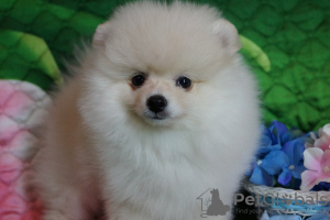 Photo №1. pomeranian - for sale in the city of Москва | 456$ | Announcement № 41928