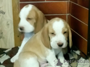 Photo №1. beagle - for sale in the city of Moore | 320$ | Announcement № 7980