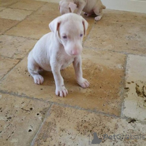 Photo №3. Unique Albino Doberman Puppies...viber.639463422605. Philippines