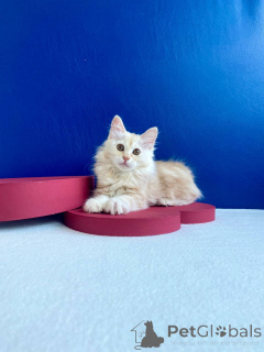 Photo №3. Cat Kuril Bobtail. Ukraine