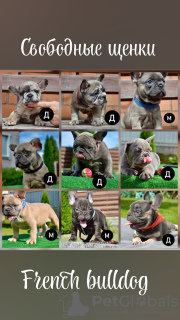 Photo №1. french bulldog - for sale in the city of Minsk | negotiated | Announcement № 114392