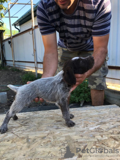 Photo №4. I will sell german wirehaired pointer in the city of Крыловская. breeder - price - negotiated