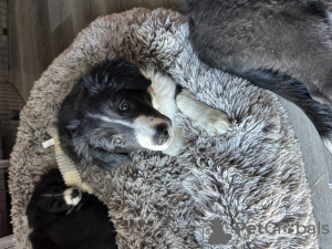 Photo №3. Two border collie puppies. United States