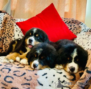 Photo №3. Cute Bernese Mountain puppies for free adoption. Germany