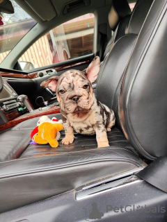 Photo №1. french bulldog - for sale in the city of Rochester | 500$ | Announcement № 99626