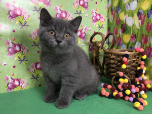 Photo №2 to announcement № 6403 for the sale of british shorthair - buy in Russian Federation from nursery, breeder