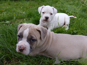 Photo №4. I will sell american bully in the city of Kazan.  - price - 2025$