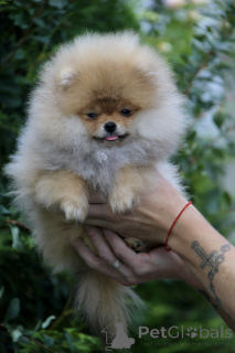 Photo №2 to announcement № 147104 for the sale of pomeranian - buy in Ukraine from nursery, breeder