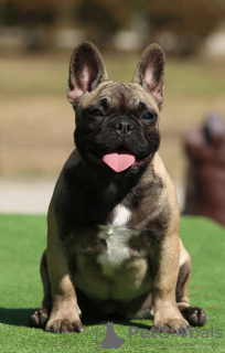 Photo №1. french bulldog - for sale in the city of Zaporizhia | 2113$ | Announcement № 71932