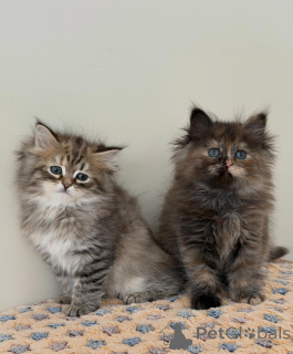 Photo №1. siberian cat - for sale in the city of Munich | negotiated | Announcement № 165531