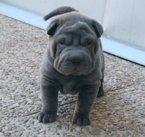 Photo №1. shar pei - for sale in the city of Hamburg | 471$ | Announcement № 149682
