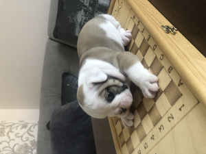 Photo №4. I will sell english bulldog in the city of Yaroslavl. private announcement - price - 723$