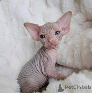 Photo №1. sphynx cat - for sale in the city of Barsel | negotiated | Announcement № 159410
