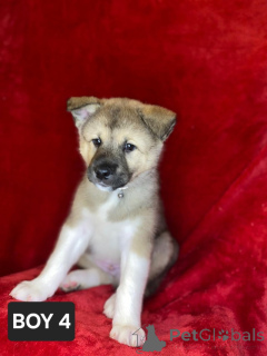 Photo №4. I will sell akita in the city of Берлингероде. private announcement - price - 941$