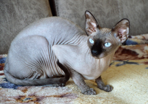 Photo №1. sphynx-katze - for sale in the city of Kemerovo | Negotiated | Announcement № 5930