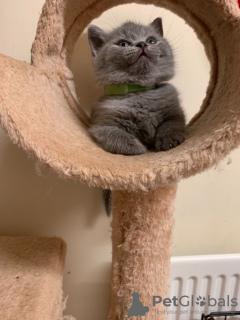 Photo №2 to announcement № 119925 for the sale of british shorthair - buy in Russian Federation private announcement, breeder