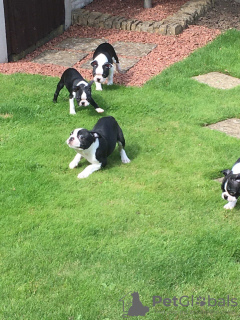 Photo №3. Adorable Boston Terrier Puppies for free adoption. Germany