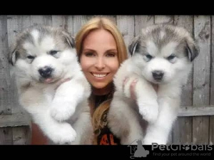 Photo №2 to announcement № 54775 for the sale of alaskan malamute - buy in Finland breeder