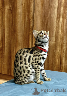 Photo №3. OCELLOT kitten available for sale. France