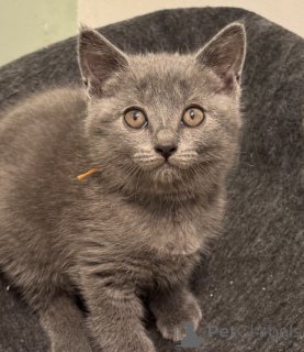 Photo №2 to announcement № 174946 for the sale of chartreux - buy in Germany 