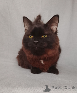 Photo №3. Dottie is looking for a home!. Russian Federation