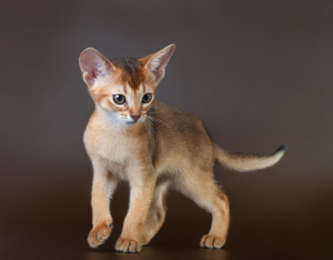 Photo №1. abyssinian cat - for sale in the city of Monaco | 2549$ | Announcement № 810