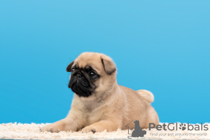 Photo №3. Pug puppy. Russian Federation