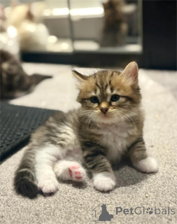 Photo №1. siberian cat - for sale in the city of Frankfurt | 329$ | Announcement № 153167