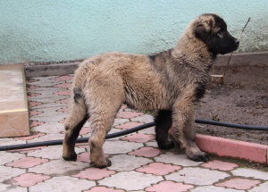 Photo №4. I will sell caucasian shepherd dog in the city of White church. private announcement - price - 274$