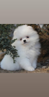 Additional photos: St. Petersburg. Kennel RKF Zolotko Moy offers puppies of breed Pomeranian Spitz