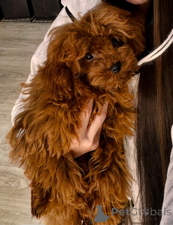 Photo №1. poodle (toy) - for sale in the city of Tbilisi | 2000$ | Announcement № 80227