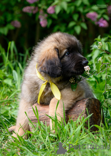 Additional photos: Leonberger puppies