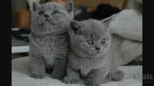 Photo №2 to announcement № 165915 for the sale of british shorthair - buy in France private announcement, breeder