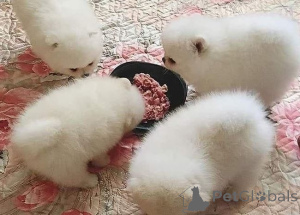 Photo №1. pomeranian - for sale in the city of Antwerp | Is free | Announcement № 157114