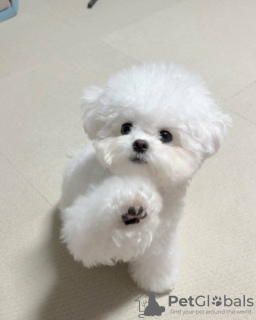 Photo №2 to announcement № 125477 for the sale of maltese dog - buy in United Kingdom 