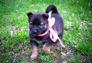 Photo №2 to announcement № 98627 for the sale of non-pedigree dogs - buy in Belarus private announcement