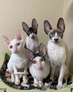 Photo №1. cornish rex - for sale in the city of Haifa | negotiated | Announcement № 161163