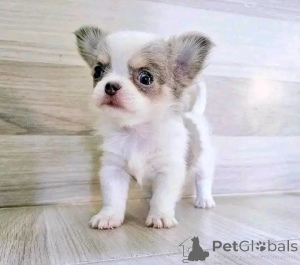 Photo №2 to announcement № 138087 for the sale of chihuahua - buy in United States breeder