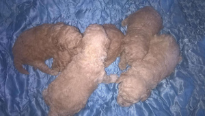 Photo №3. Reservation of little poodles. A litter was born on January 15 (4 boys and one. Lithuania