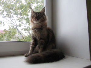 Photo №1. maine coon - for sale in the city of Minsk | 300$ | Announcement № 3476